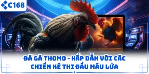 Đá Gà Thomo - Hấp Dẫn Với Các Chiến Kê Thi Đấu Máu Lửa